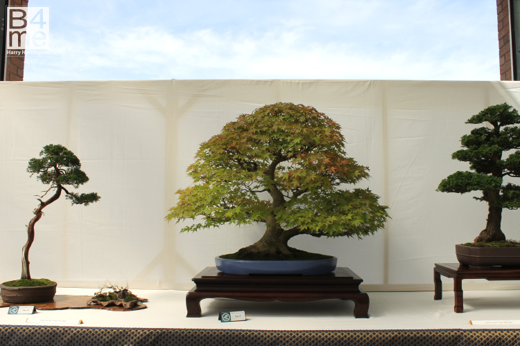 Acer palmatum/Japanese Maple bonsai